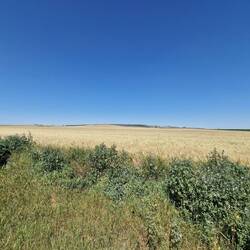 Hier ist das Getreide schon fast erntereif.