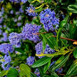Papa scherrer, was füre blueme isch das? schmöckt fein😁