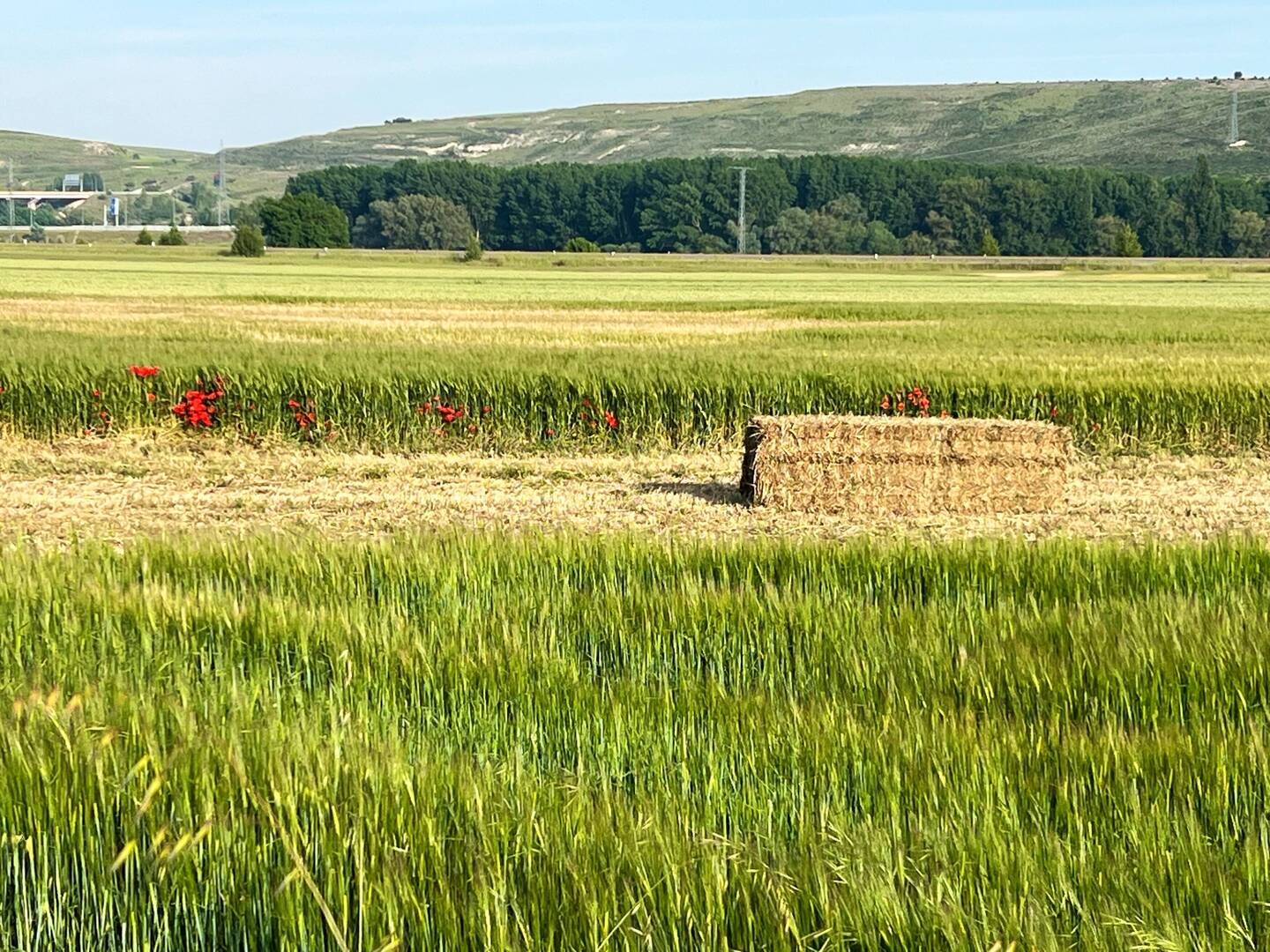 Poppies mixed in with the wheat