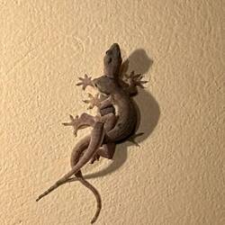 Geckosex