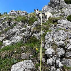 ..so schwingt sich Johnny hinauf auf den Greimuth, wo..