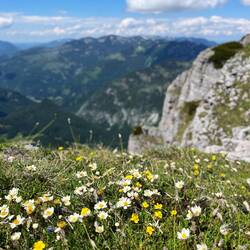 Weiße Silberwurz und Gelbe Sonnenröschen zieren die Wiesen..