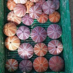 Lämpchen aus einem Seestern