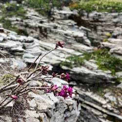 ..und der Echte Seidelbast treten den Beweis an.