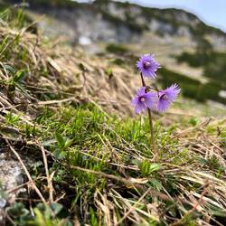 ..doch der Frühling längst angekommen ist - das Echte Alpenglöckchen..