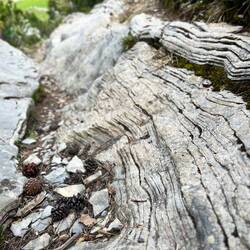 ..an Stock und Stein, zurück in den Buchenwald.