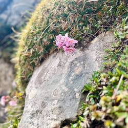 ..filigrane Zwergalpenrose.