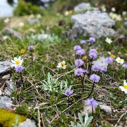 Auch wenn die Herzblättrige Kugelblume noch so schön ist, der..