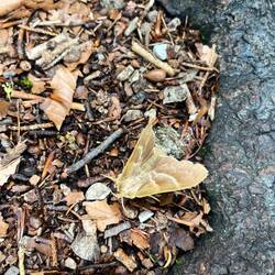 Zu finden sind jedoch auch Brombeerspinner und..