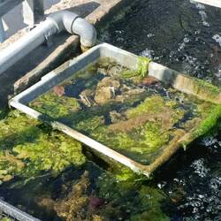 Austern in St. Armel