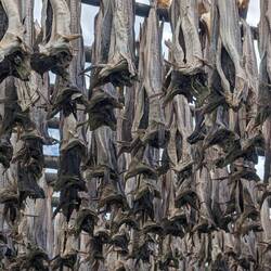 Ein sehr beliebtes Produkt in Europa, vor allem Italien nimmt viel ab.