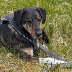 Puuh auf dem Gipfel von 11m angekommen fallen ihm die Augen zu.🤣