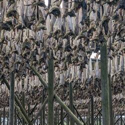 Der Stockfisch - wohl Kabeljau