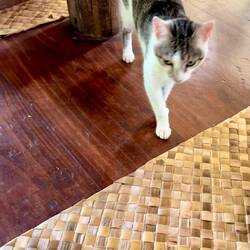 then I got an animal visit