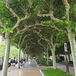 The most stunning tree canopy!
