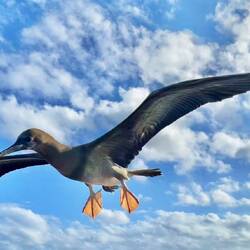Grey booby