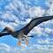 Grey booby