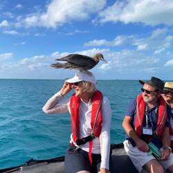 A friendly booby. It sat there for about three minutes.