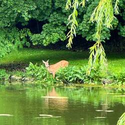 Deer on our walk to lunch