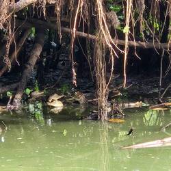 Een nest van kleine kaaimannen