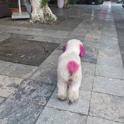 Fashionable pup