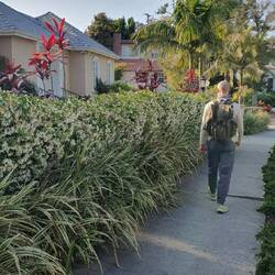 Walk durch Cheviot Hills.