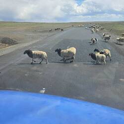 Die Schafe trinken aus den Pfützen