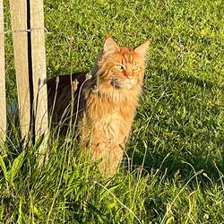 Besuch vom roten Tiger 🤩