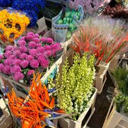 Beautiful flowers