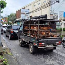 Frischfleisch Transport