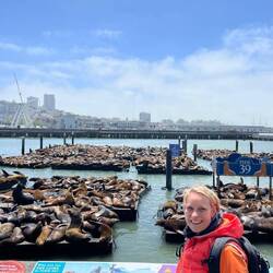 Seelöwen und Robben sonnen sich am Pier 39