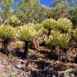 Careening Bay cycads