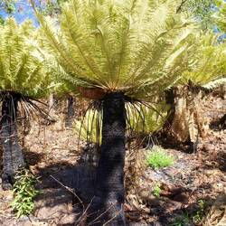 Amazing cycads at Careening Bay