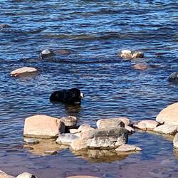 Flucht vor den Mücken