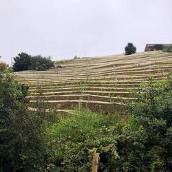 Samaipata ist auch Weinregion des Landes