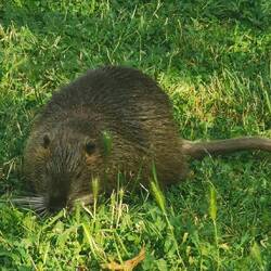 Nutria - fast so zutraulich wie damals am Ebertplatz