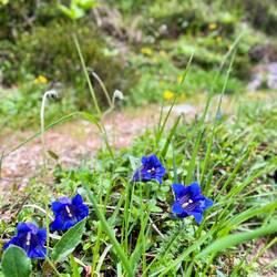 ..nur so vor sich hinblüht (Kochscher Enzian).