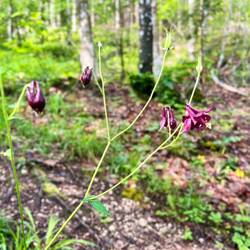 ..Schwarzvioletten Akelei weiß das zu gefallen.