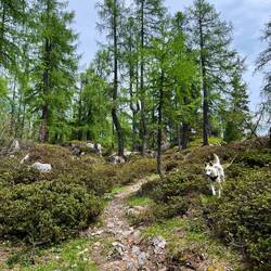 Das licht bewaldete Hochplateau ist toll zu durchstreifen, auch weil es..