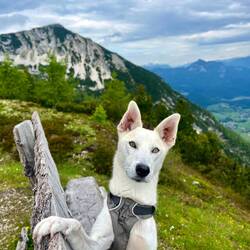 Der vierbeinige Charmeur präsentiert währenddessen den im Hintergrund befindlichen Gipfel.