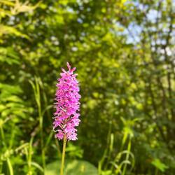 Auch dem Fuchs-Knabenkraut und der..