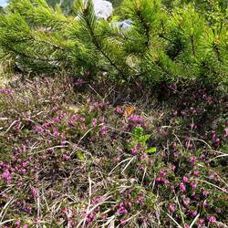 Schneeheiden und ein Kleiner Fuchs finden hier die nötige Ruhe.