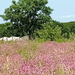 White Camargue horses among the wildflowers