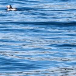 Immerhin auf einem Foto habe ich einen erwischt.🤩