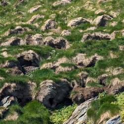 Man erkennt bei genauem Hinsehen die Höhlen der Papageientaucher