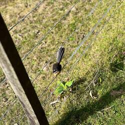 My little fantail companion