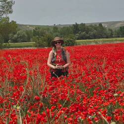 Beautiful poppy field as we entered Hornillos del Camino