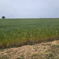 Wheat upon wheat upon wheat!