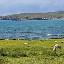 Les moutons ont la plus belle vue !