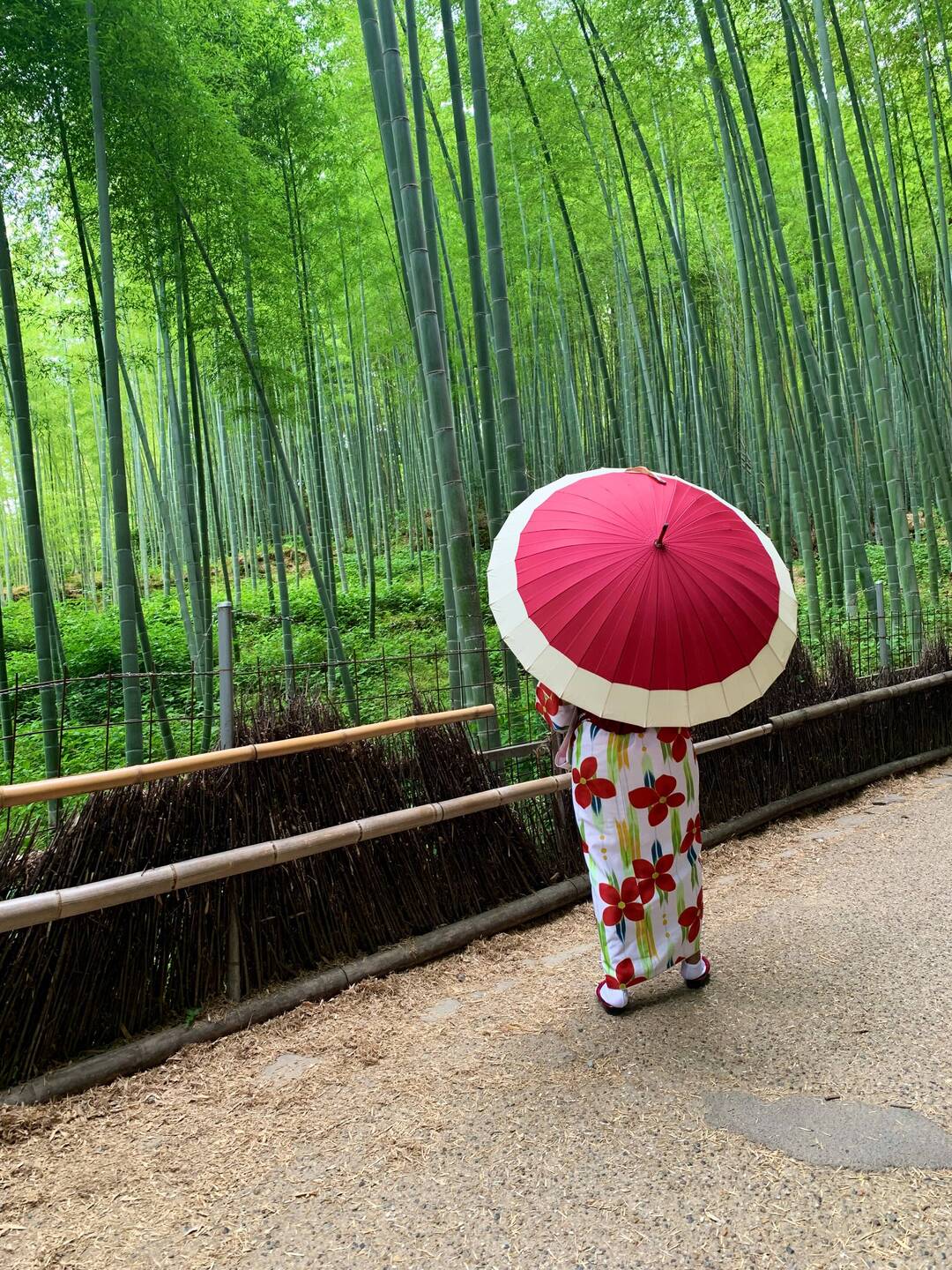 A quiet moment at the bamboo forest